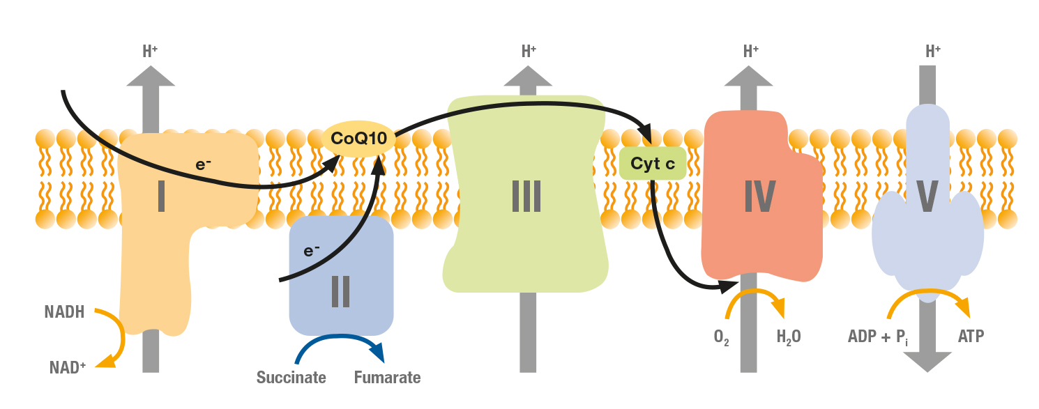 Atmungskette Coenzym Q10 (Ubichinon)